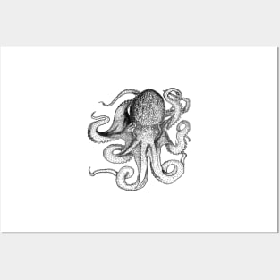 Octopus black line drawing Posters and Art